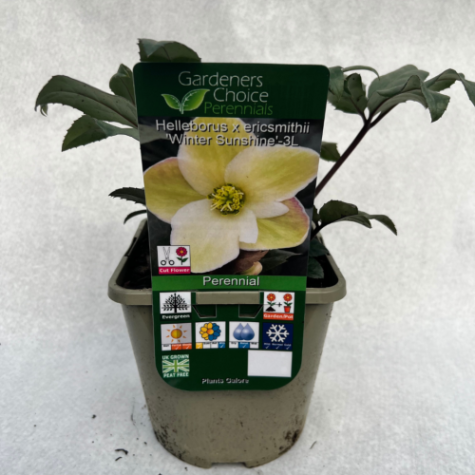 Helleborus x ericsmithii 'Winter Sunshine'