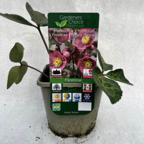Helleborus x hybridus Frostkiss 'Pippa's Purple'