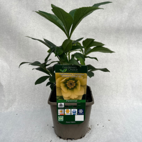 Helleborus x hybridus 'Double Yellow'