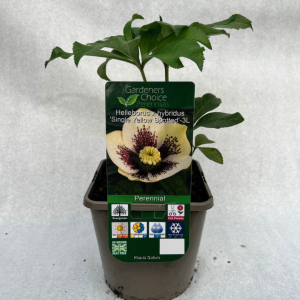 Helleborus x hybridus 'Single Yellow Spotted'