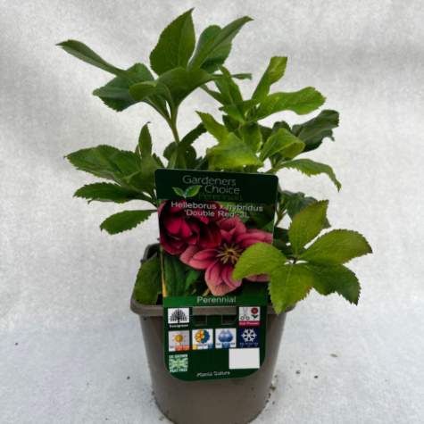 Helleborus x hybridus 'Double Red'