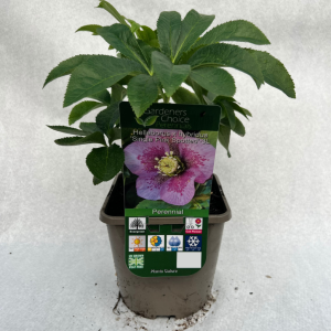 Helleborus x hybridus 'Single Pink Spotted'