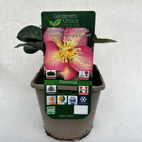 Helleborus x hybridus Frostkiss 'Dana's Dulcet'