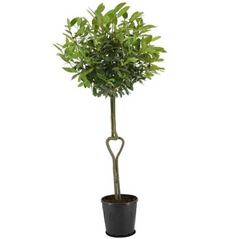 Laurus Nobilis Heart Stem (Bay Tree)