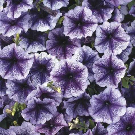 Petunia Blue Vein Bedding Plants 10 Pack