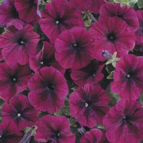 Petunia Velvet Bedding Plants 10 Pack