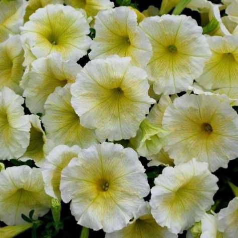 Petunia Yellow Bedding Plants 10 Pack