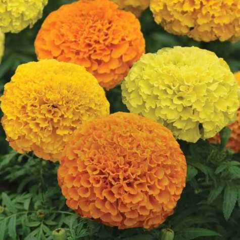 African Marigold Mix 10 Pack
