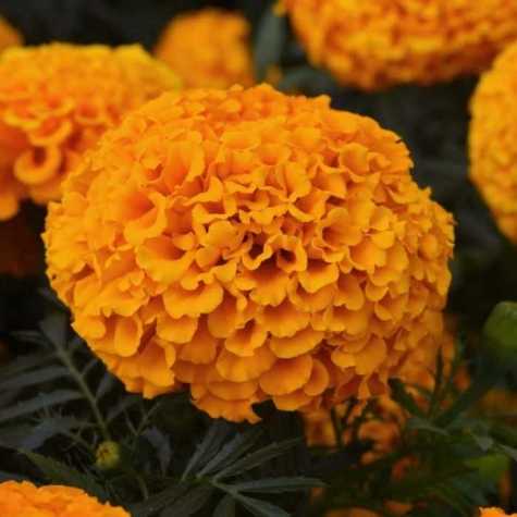 African Marigold Orange 10 Pack