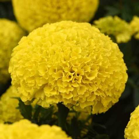 African Marigold Yellow 10 Pack
