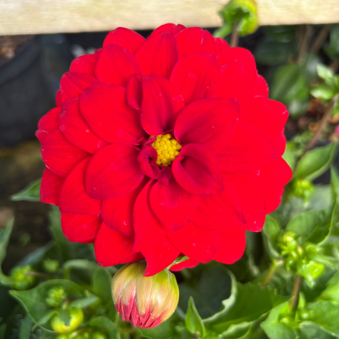 Dahlia Maxi Topia