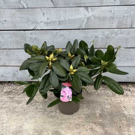 Rhododendron Scintillation