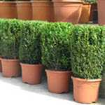 Buxus Sempervirens Cylinder 5 Ltr (Box Hedge)