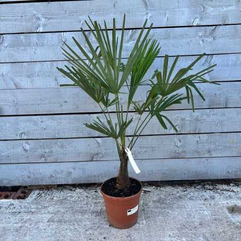 Chamaerops excelsa / Trachycarpus Fortunei