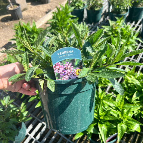 Verbena bonariensis 'Bonnie Blue'
