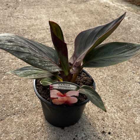 Canna Lily - Cannanova Bronze Peach