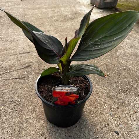 Canna Lily - Cannanova Bronze Orange