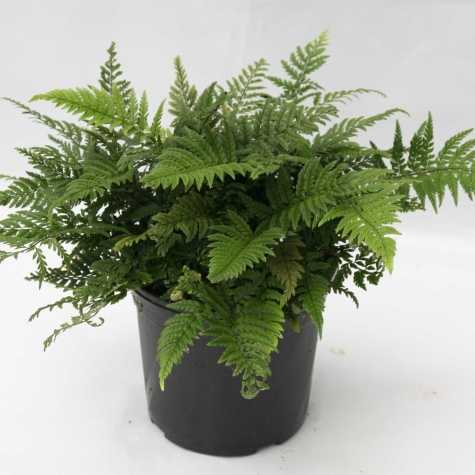 9cm herbs mix x 5