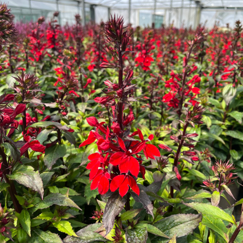 Lobelia 'Starship Scarlet'