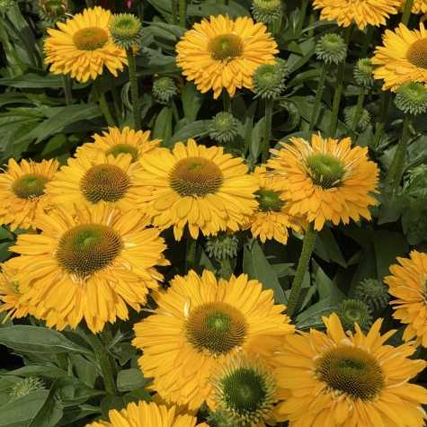 Echinacea SunSeekers Golden Sun