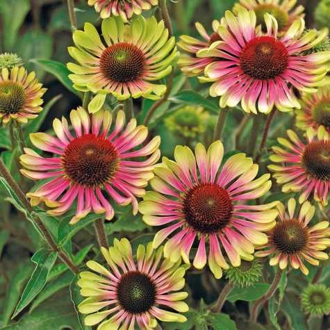 Echinacea purpurea 'Green Twister'