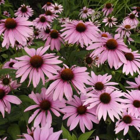 Echinacea purpurea 'Magnus'