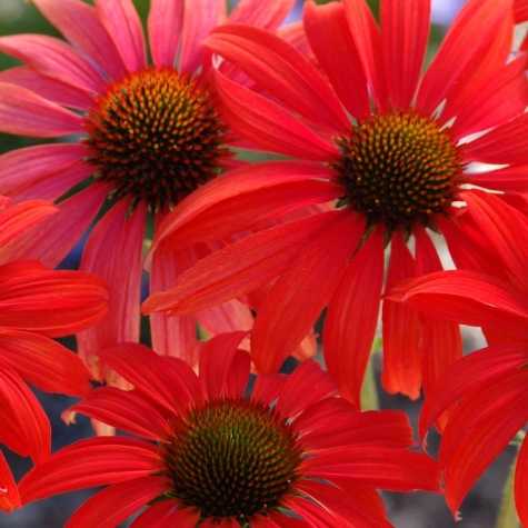 Echinacea 'Tomato Soup'