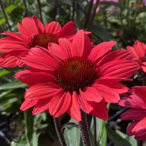 Echinacea 'Sunseekers Scarlet'