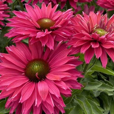 Echinacea SunSeekers Sweet Fuchsia