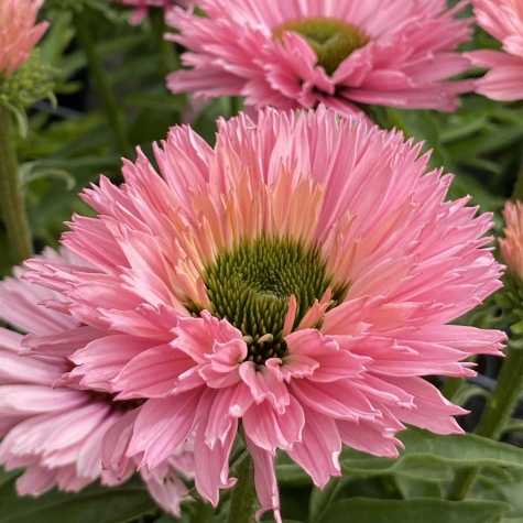 Echinacea SunSeekers Salmon
