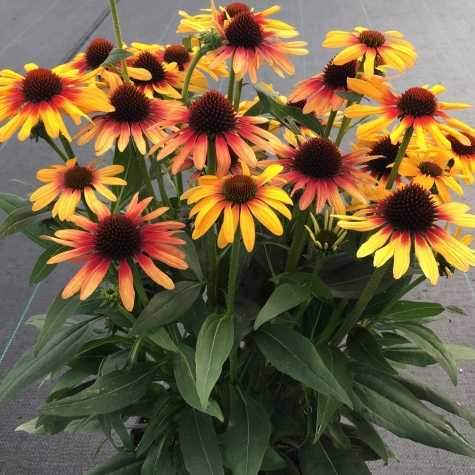 Echinacea 'SunSeekers Tequila Sunrise'