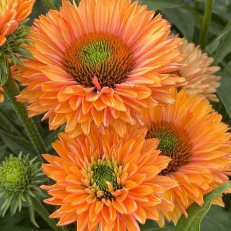 Echinacea SunSeekers Pumpkin Pie