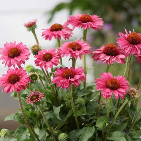 Echinacea SunSeekers Magenta