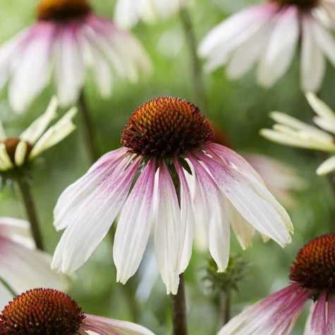 Echinacea Pretty Parasols
