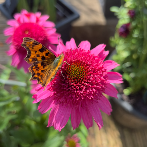 Echinacea 'Delicious Candy'