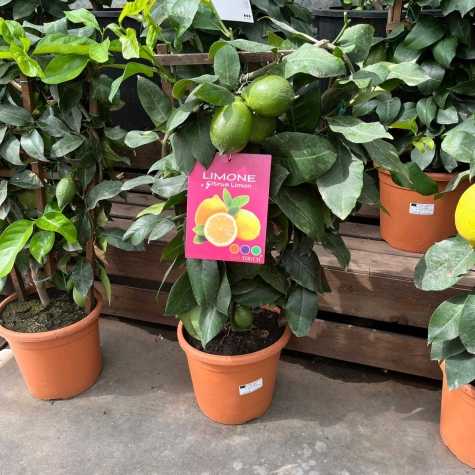 Citrus Limon Espalier Tree