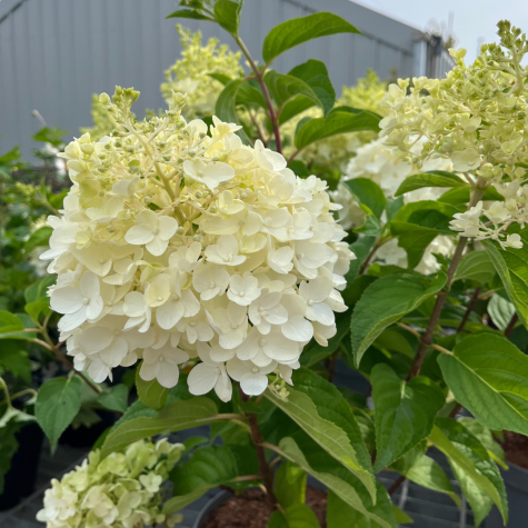 Hydrangea paniculata 'Silver Dollar'