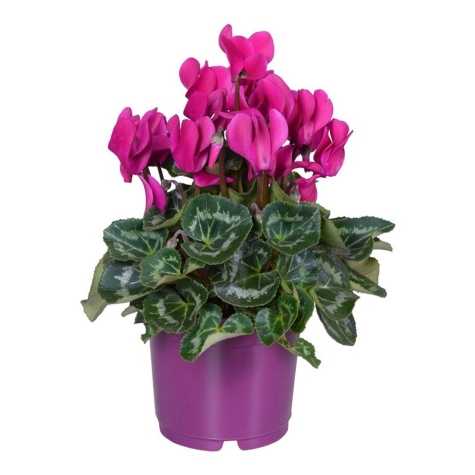 Cyclamen Super Series Winter Potted Purple