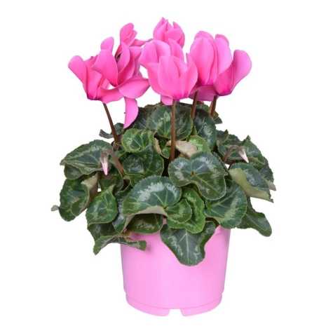 Cyclamen Super Series Winter Potted Pink