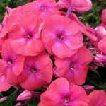 Phlox Paniculata Orange Perfection