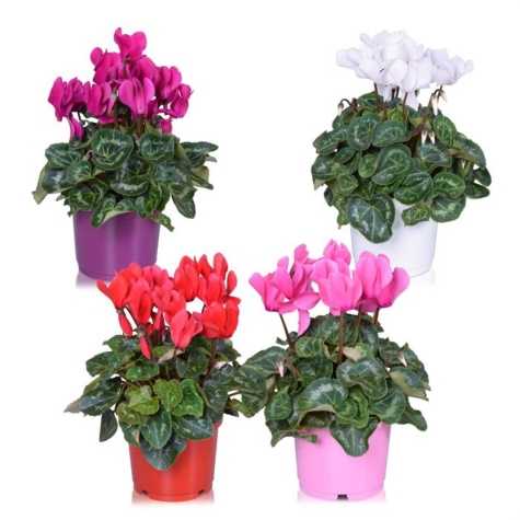 Cyclamen Super Series Mixed Set of 4