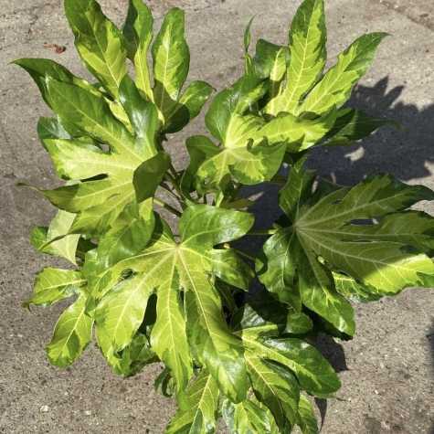 Fatsia japonica 'Camouflage'