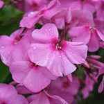 Phlox Paniculata Bright Eyes