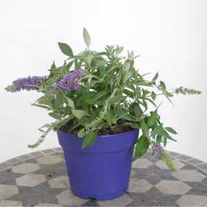 Buddleia Davidii Lilac Chip (Dwarf Butterfly Bush) Buddleja