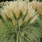 Cortaderia Selloana Gold Mini Pampas