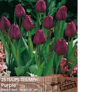Tulip Bulbs Triumph Purple 25 Per Pack