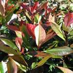 Photinia x Fraseri Little Red Robin (Hedging)