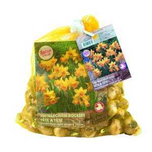 Narcissus Cyclamineus Tete A Tete Bulbs (Daffodil) 100 Per Pack