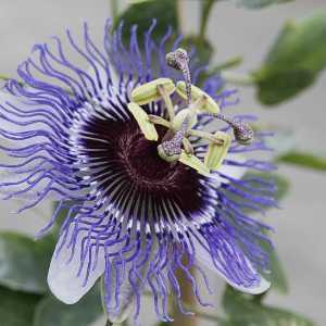 Passiflora 'Purple Haze' Passion Flower