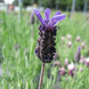 Lavender French Lavandula Stoechas 'Fat Head'
